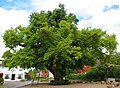 Die Bordesholmer Linde, ehemalige Gerichtslinde in Bordesholm