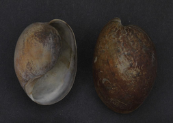 Bulla gouldiana