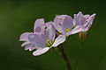 Wiesenschaumkraut