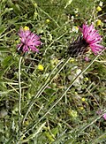 Inflorescences of Carduus argentatus