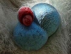 Scrotum of a vervet monkey