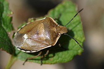 Ploșnita pinilor (Chlorochroa pinicola)