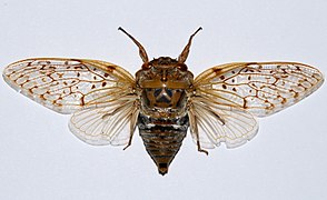 Yanga pulverea (Beparasy, Madagascar)