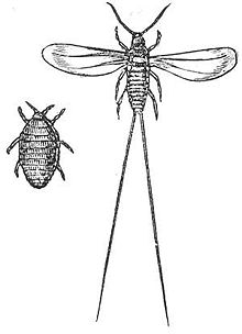 Dactylopius coccus (maldekstre femalo, dekstre masklo)