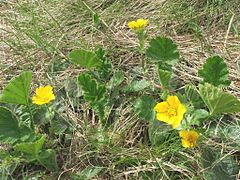 Mărțișor (Geum montanum)