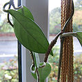 Hoya carnosa Inflorescence peduncle, several years old