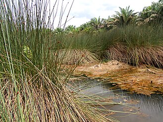 Grey Sedge Lepironia articulata