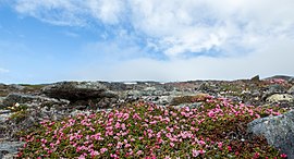 Krypljung, Sørfolds kommun, Norge.