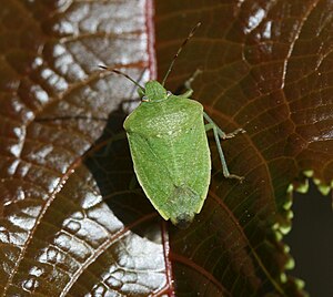 Nezara viridula