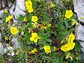 Helianthemum grandiflorum