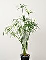 Cyperus alternifolius: umidifica l'aria di casa più efficientenmente di molte altre piante.