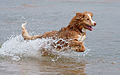 Image 13 Nova Scotia Duck Tolling Retriever Photo: Kallerna The Nova Scotia Duck Tolling Retriever is a medium-sized retriever dog breed that originated in southwestern Nova Scotia, Canada. It is named for its ability to lure waterfowl within gunshot range, called "tolling". It is particularly suited for retrieving in cold water climates because of its water-repellent double coat. More selected pictures