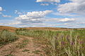 Steppe in Russia