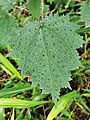 The dotted bumps on the leaves of Urtica thunbergiana