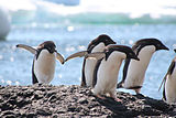 アデリーペンギン Pygoscelis adeliae は下が白く上が黒い。下から見上げた時には海面に、上から見下ろすと水底に馴染んで見える。