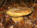 Boletus edulis