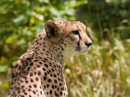 Gepárd (Acinonyx jubatus)