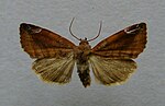 Cosmia pyralina – Specimen