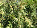 Cupressus funebris