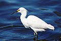 Snowy Egret