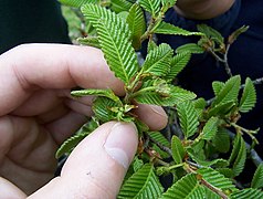 Ramo com inflorescência feminina de rauli (Nothofagus alpina).