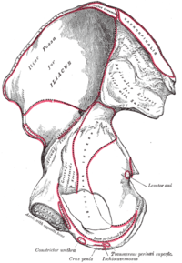 Medial vy.