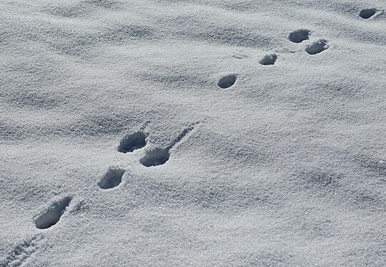 Hasenspuren im Schnee. Aufgenommen im Erzgebirgskreis, Sachsen.