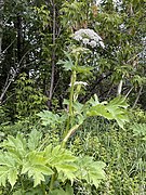 Heracleum maximum Bart. — Cow parsnip