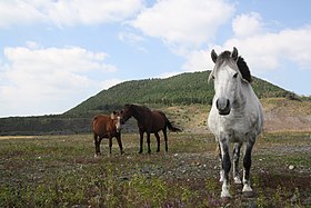 Poneys devant une montagne, un poney gris au premier plan.