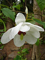 Magnolia wilsonii