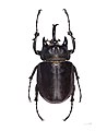 Megasoma actaeon mâle (110 mm)