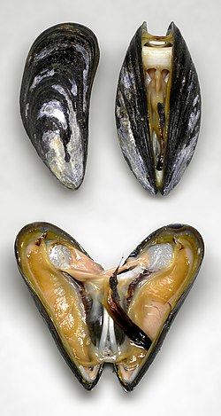 Blue mussel