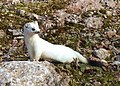 De hermelijn (Mustela erminea), een ook in Nederland voorkomende marterachtige.