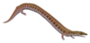 Restoration of Rhynchonkos