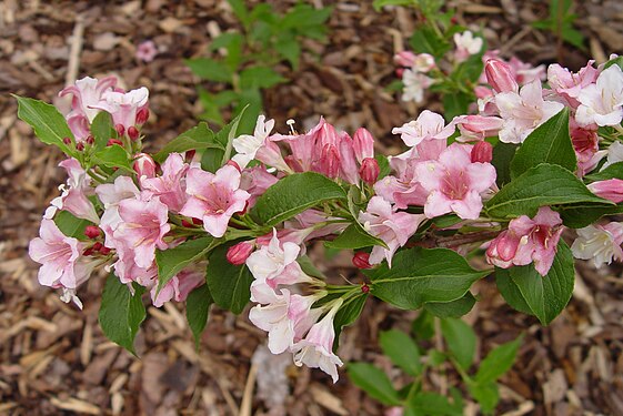 Weigela