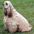 Cocker Spaniel (American)