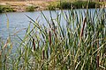 Vegetazione di stiancia Typha latifolia