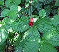 Fragole di bosco (mia)