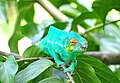 Caméléon visible sur l'île de Nosy Be Hell-Ville