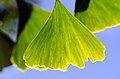 Ginkgo biloba leaves