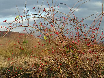 Rose hips