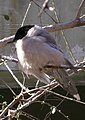 中国・北京動物園で撮影。