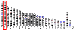 Thumbnail for Parathyroid hormone 2 receptor