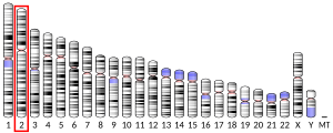 Chromosome 2 humain