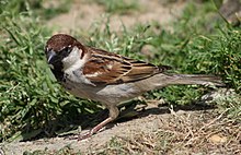 Italian sparrow