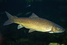 Labeobarbus capensis.jpg