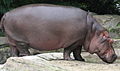 Hippopotamuses