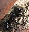 Osmia lignaria