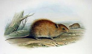 Rattus lutreolus