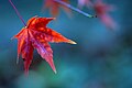 Acer palmatum leaf in autumn